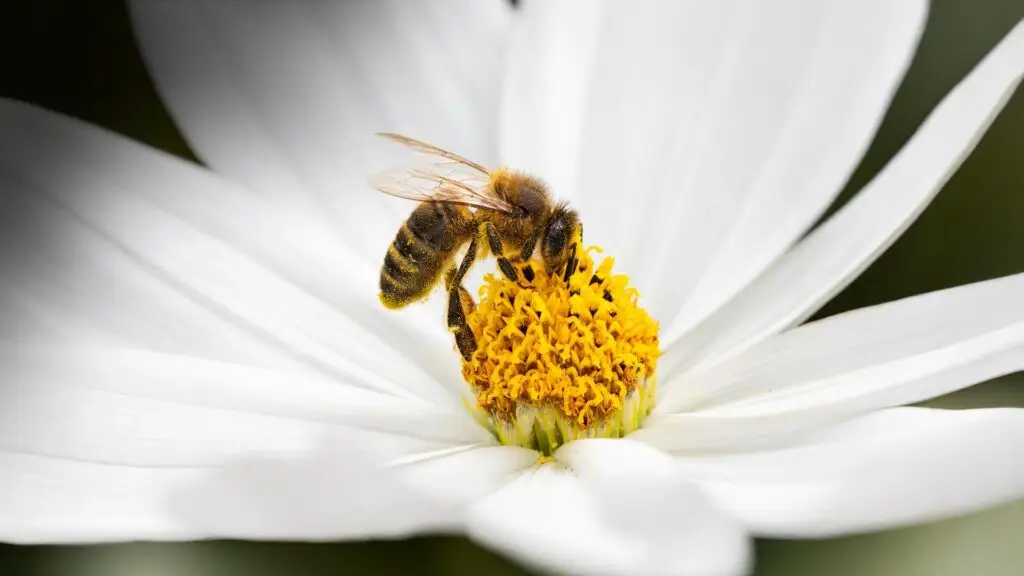 Honey-Bee Pollinating a Flower